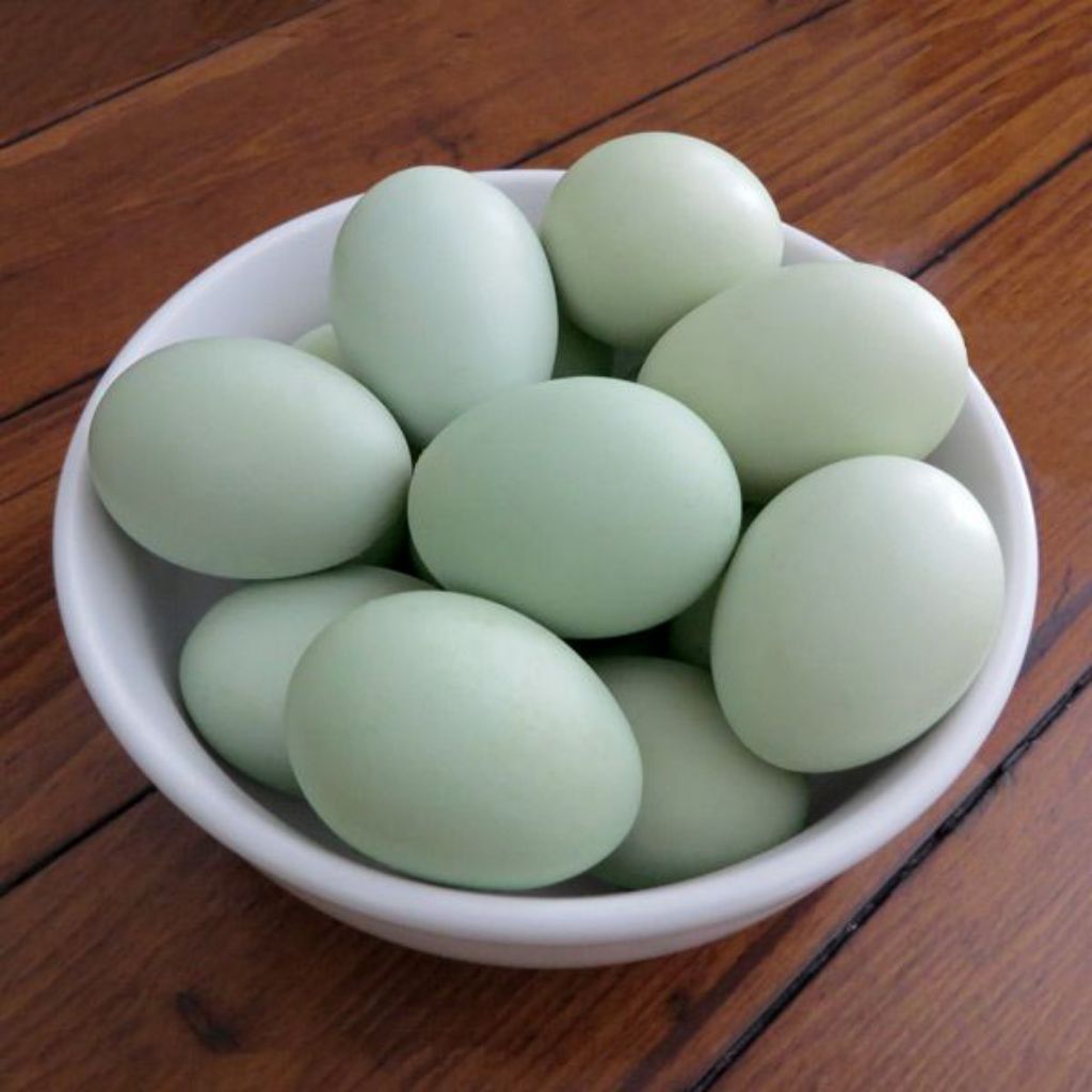 

Telur / Telor Bebek per 3 butir