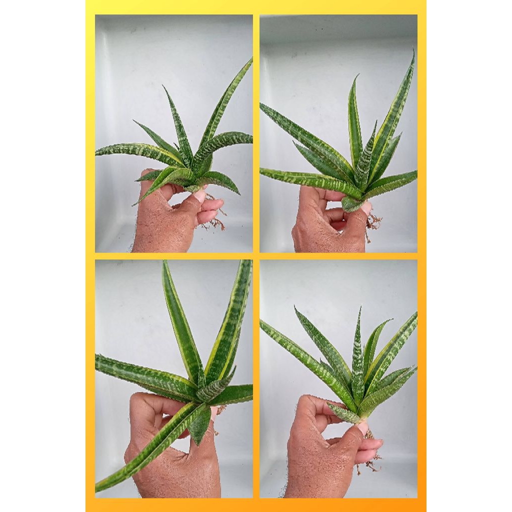 Sansevieria Hybrid 'Cordova' variegata