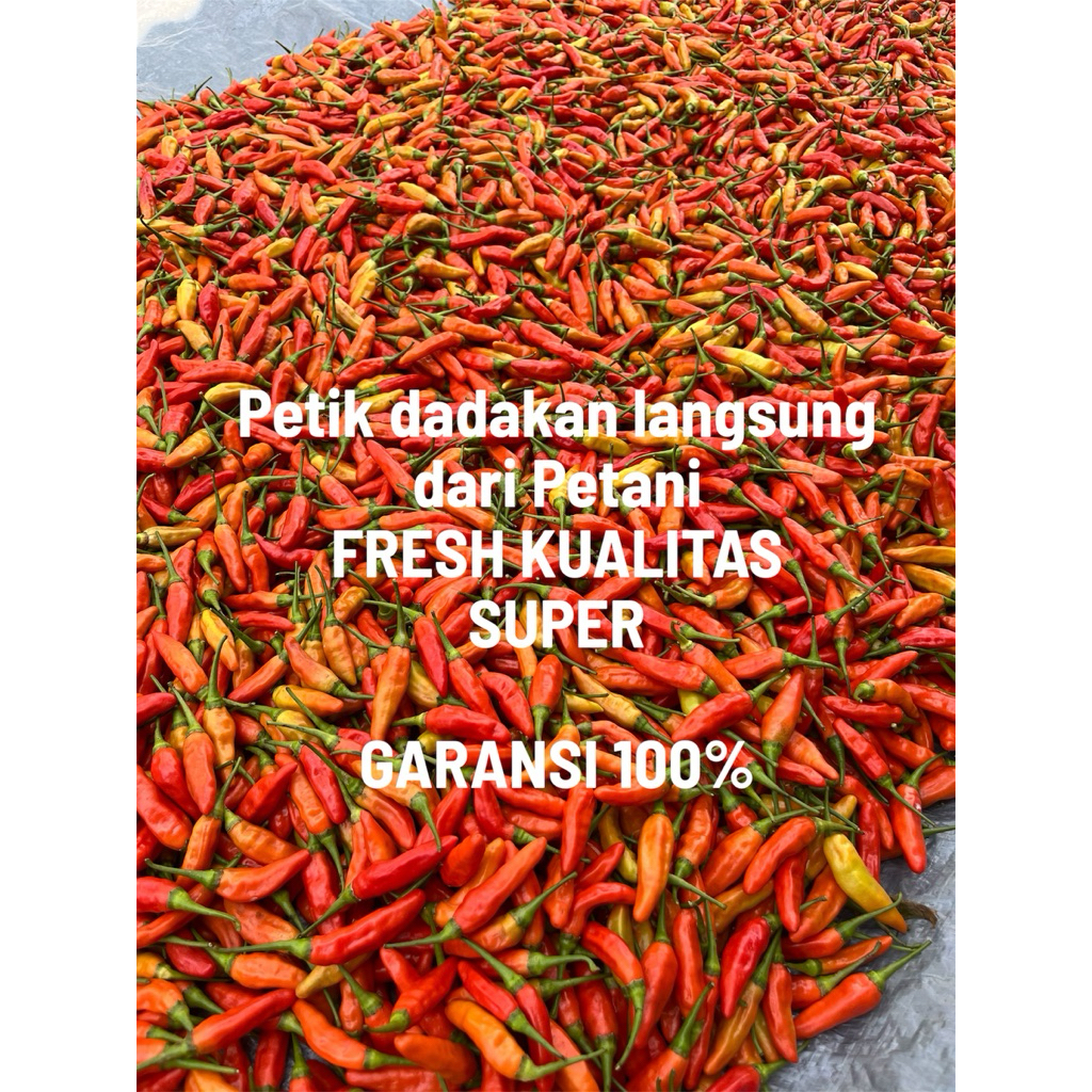 

cabe rawit merah SUPER FRESH ORI SUPER PEDES GARANSI PETIK DADAKAN DI KEBUN
