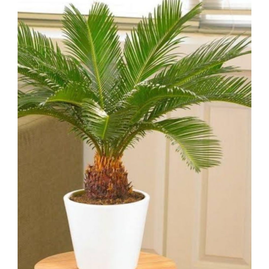 PALEM SIKAS MAWAR JAMBE| PALEM SIKAS TANAMAN HIAS HIDUP