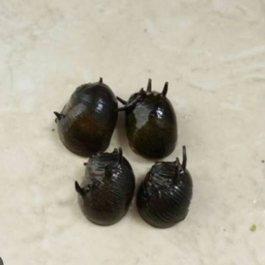 keong Tanduk hiasan aquascape