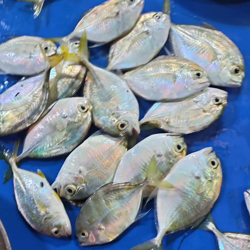 

Ikan Kuwe Segar Ikan Kuwe Gepeng Ikan kue 1Kg