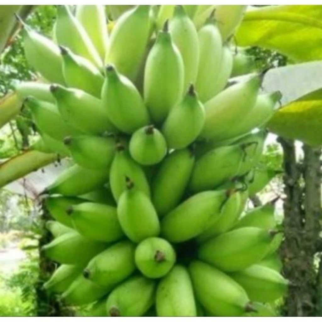 

PISANG MULI SEGAR TUA POL/PISANG MULI 1 KILO/PISANG LIMPUNG