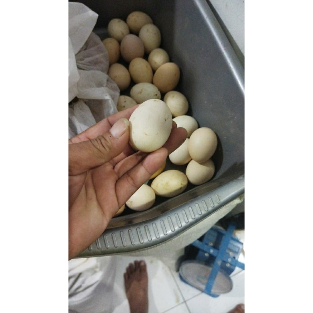 

telur fertil elba