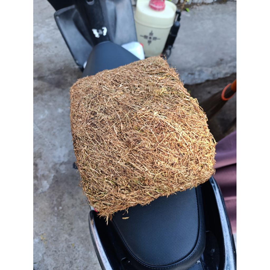 

manisan kastur1 obat paru paru daun emas