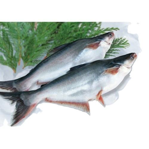 

Ikan Patin Segar Ikan Patin 1Kg