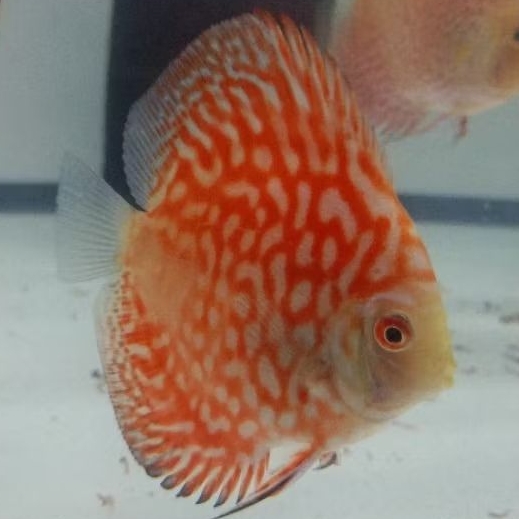 Discus Pigeon Line Jaguar / Discus aquascape ikan hias air tawar