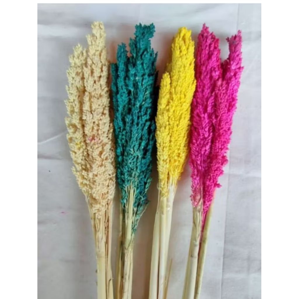 BUNGA CANTEL KERING/BUNGA SORGUM DRY FLOWER/DRIED FLOWER BUNGA RUSTIC BUNGA HIAS