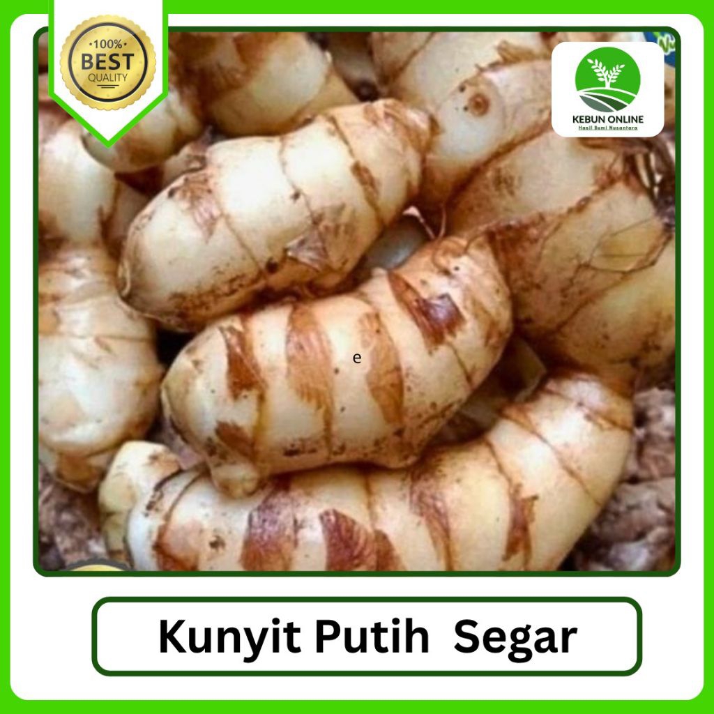 

Kunyit Putih Segar [500g] COD