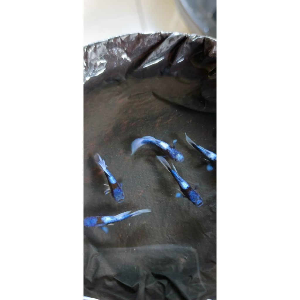 pembersih aquarium tuxedo blue koi