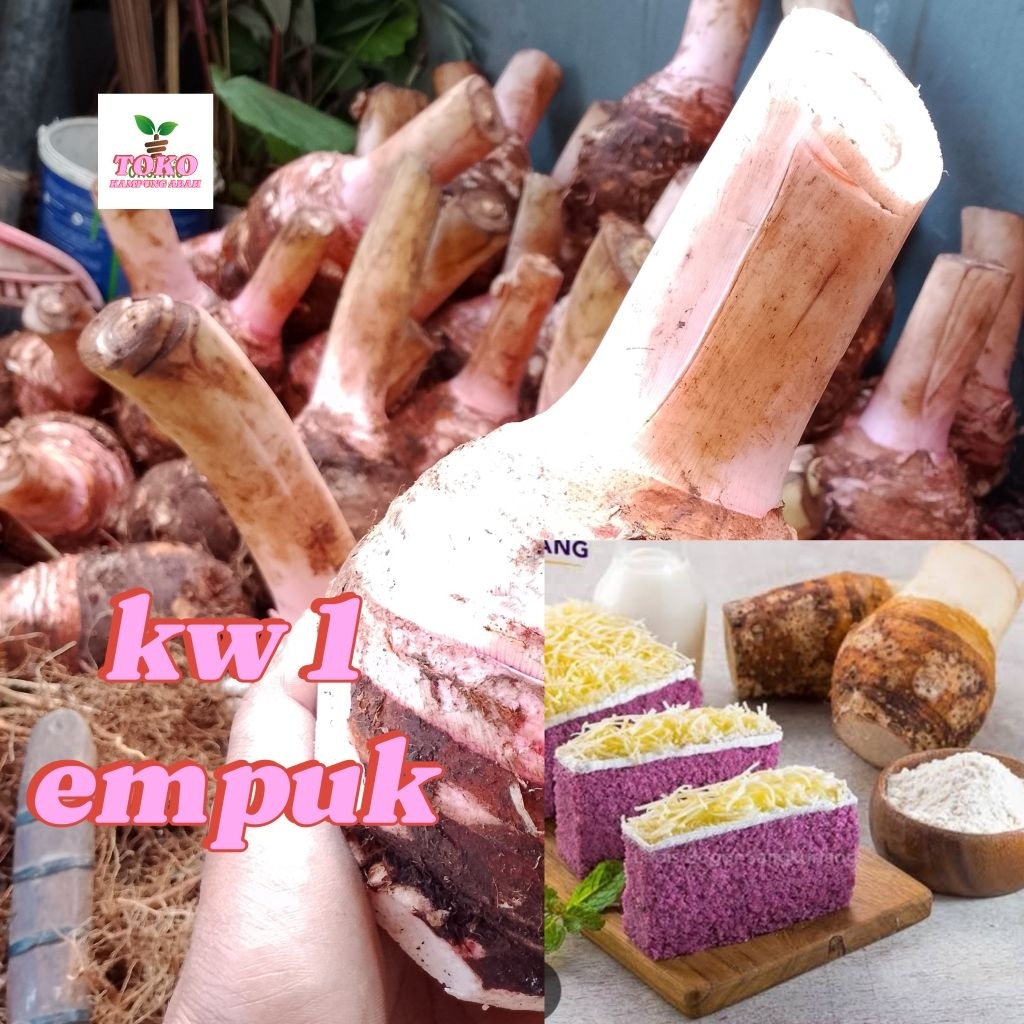 

umbi talas Bogor empuk (kw1)berat 3 kg