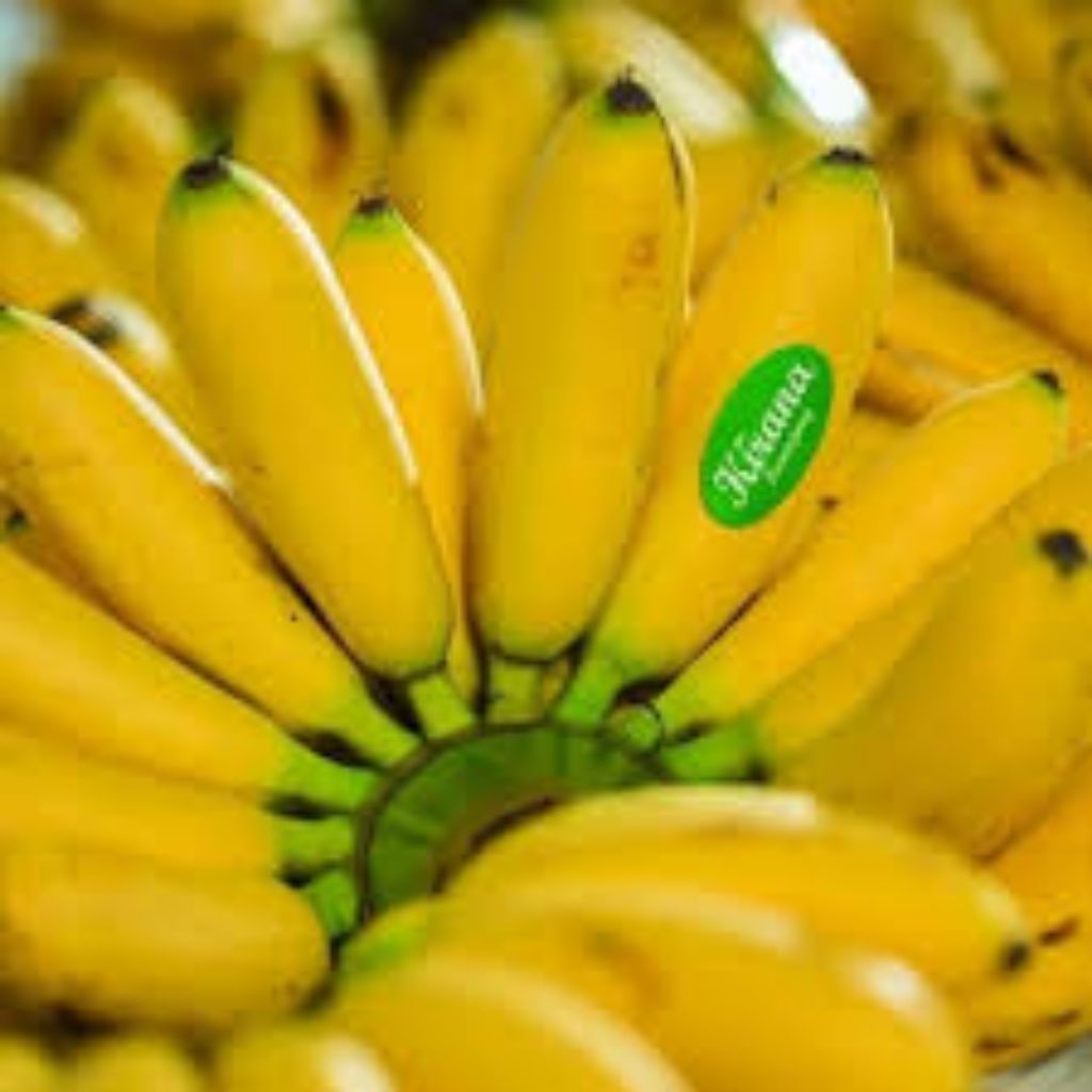 

pisang mas Kirana asal Lumajang