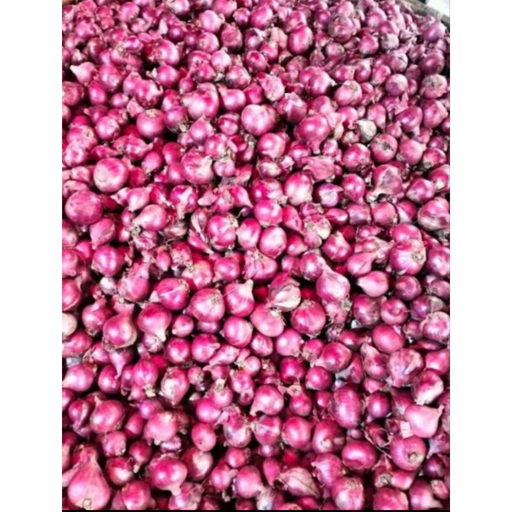 

bawang merah Toba asli tongging