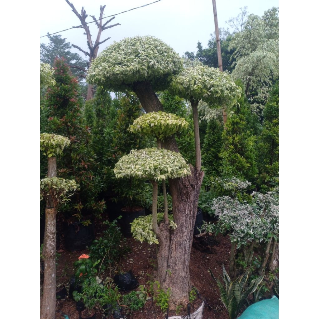 pohon bonsai anting Putri