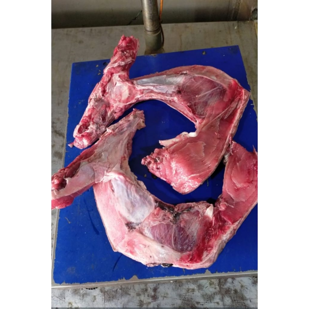 

Rahang Ikan Tuna yellow Fin Super