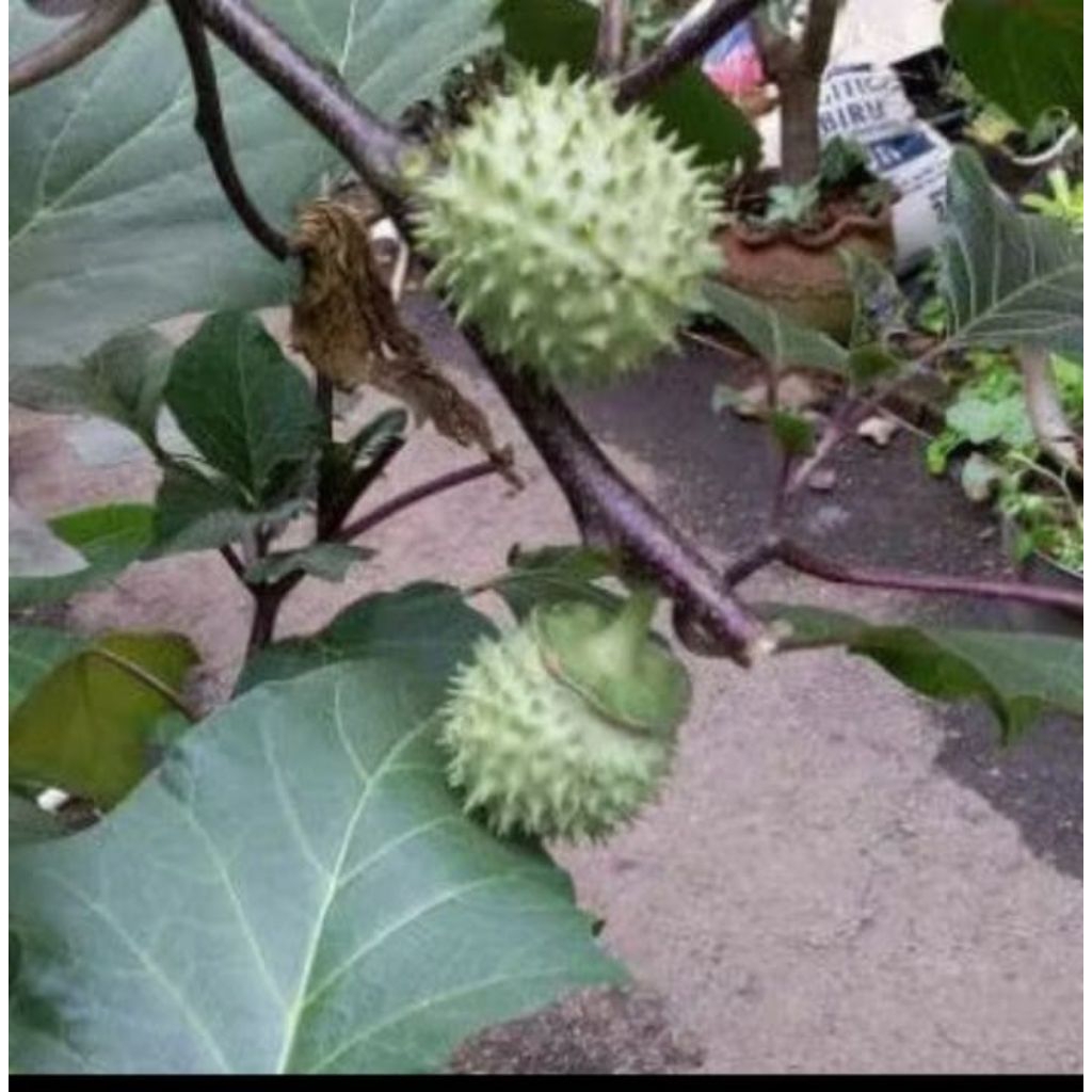 

Buah kecubung per 1 butir