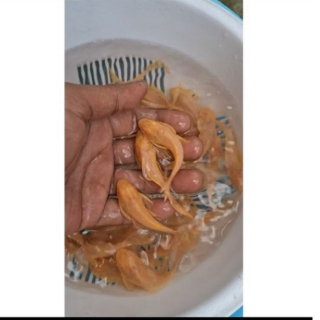 Gibicep pleco L083 / gibicep