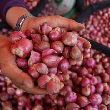 

bawang merah 1kg