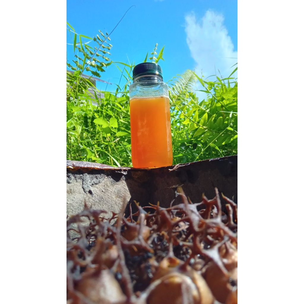 

Madu Trigona/Kelulut/Klanceng Itama (250 gram)