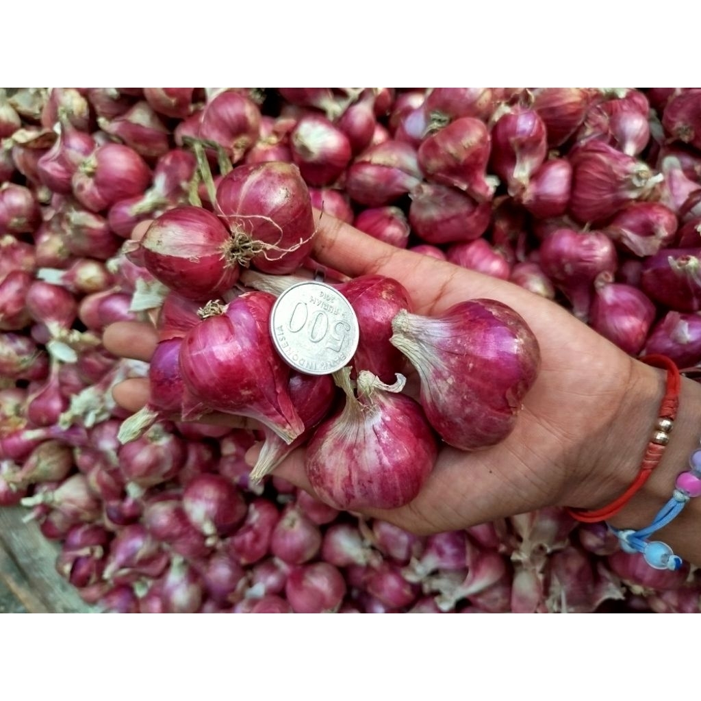 

Bawang Merah Besar Super