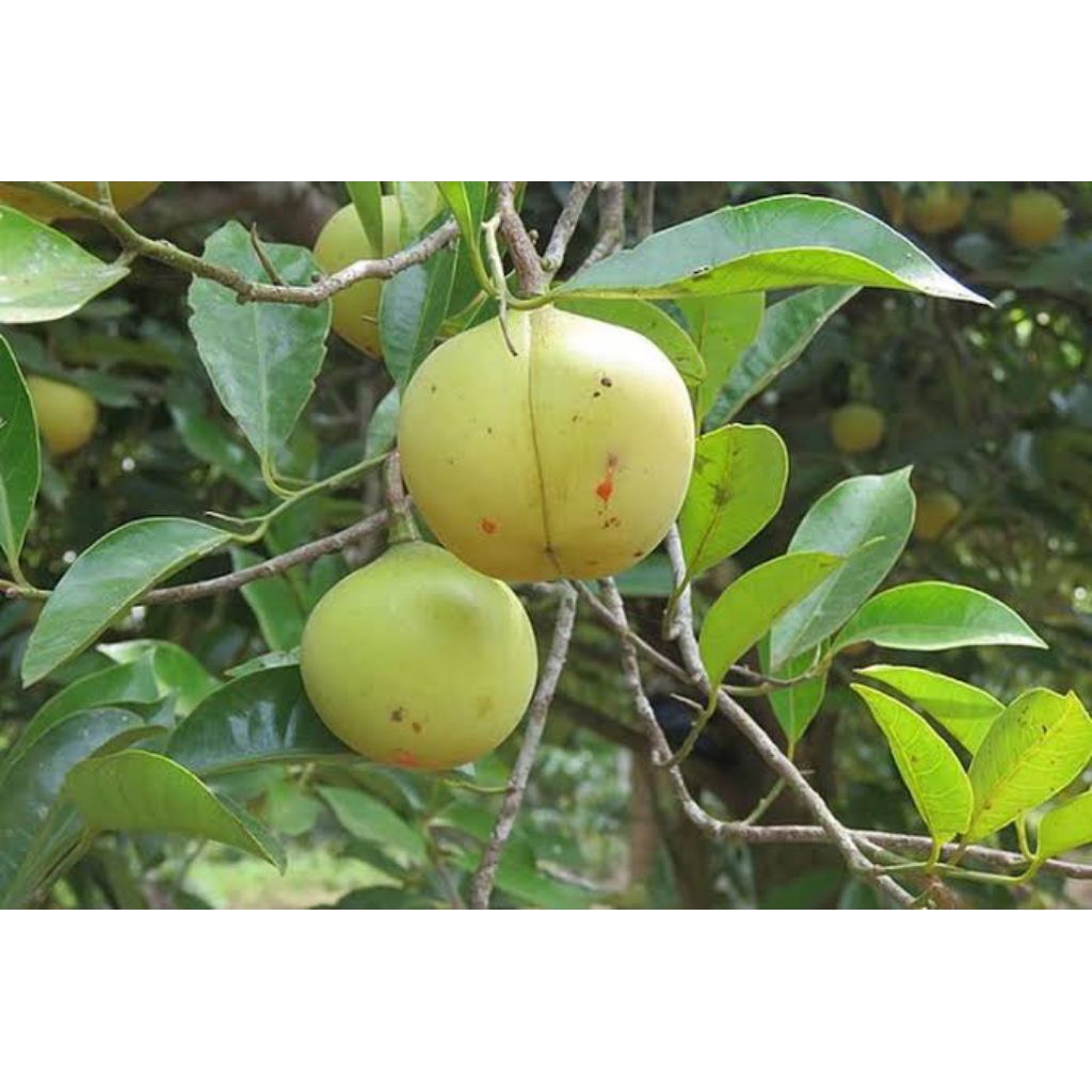 

Buah pala untuk dibuat menjadi manisan bijinya bisa untuk penyedap masakan dijual 1ikat