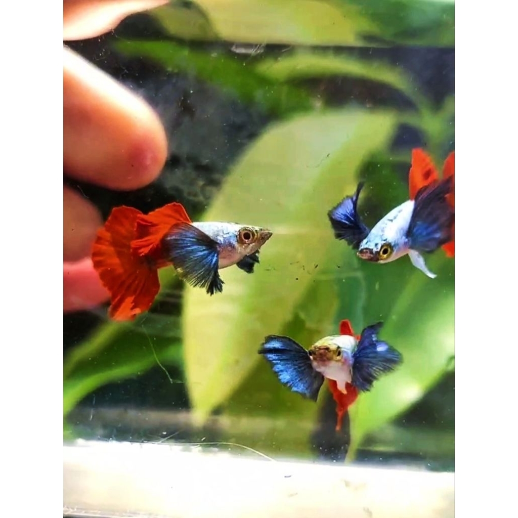 ikan hias guppy platinum redtail dumbo ear PRTDE sepasang