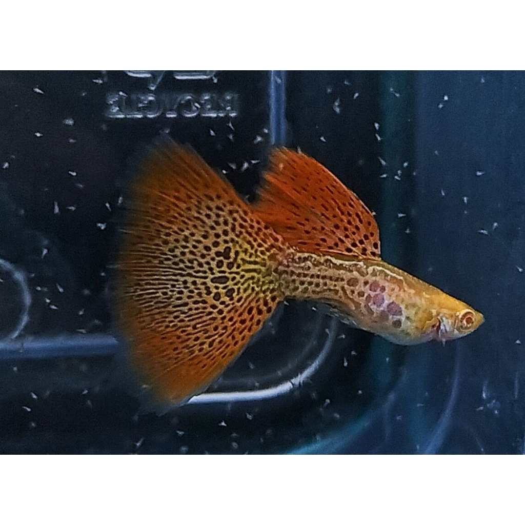 ikan hias guppy albino redlace sepasang