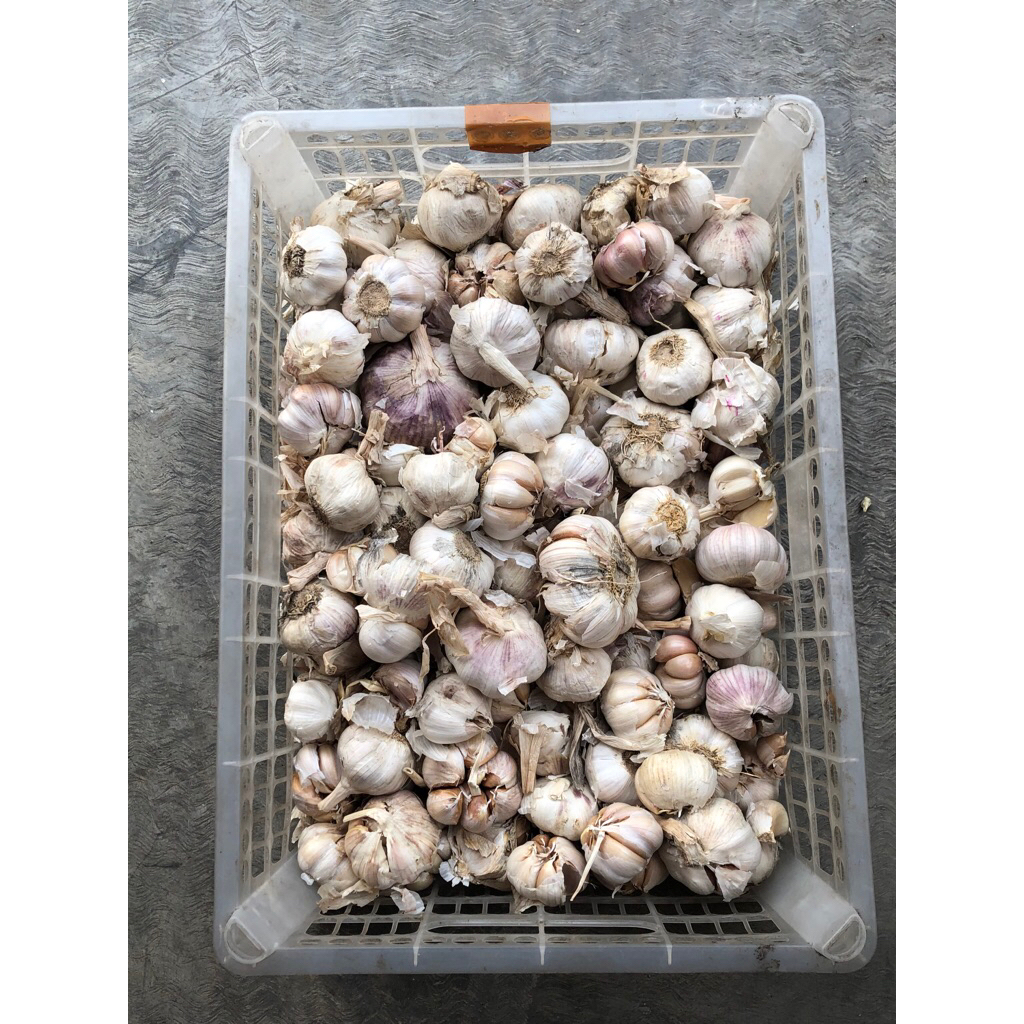 

baput / bawang putih fresh besar per 500gram kotor