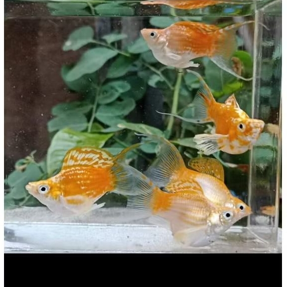 molly Thailand cawang balon