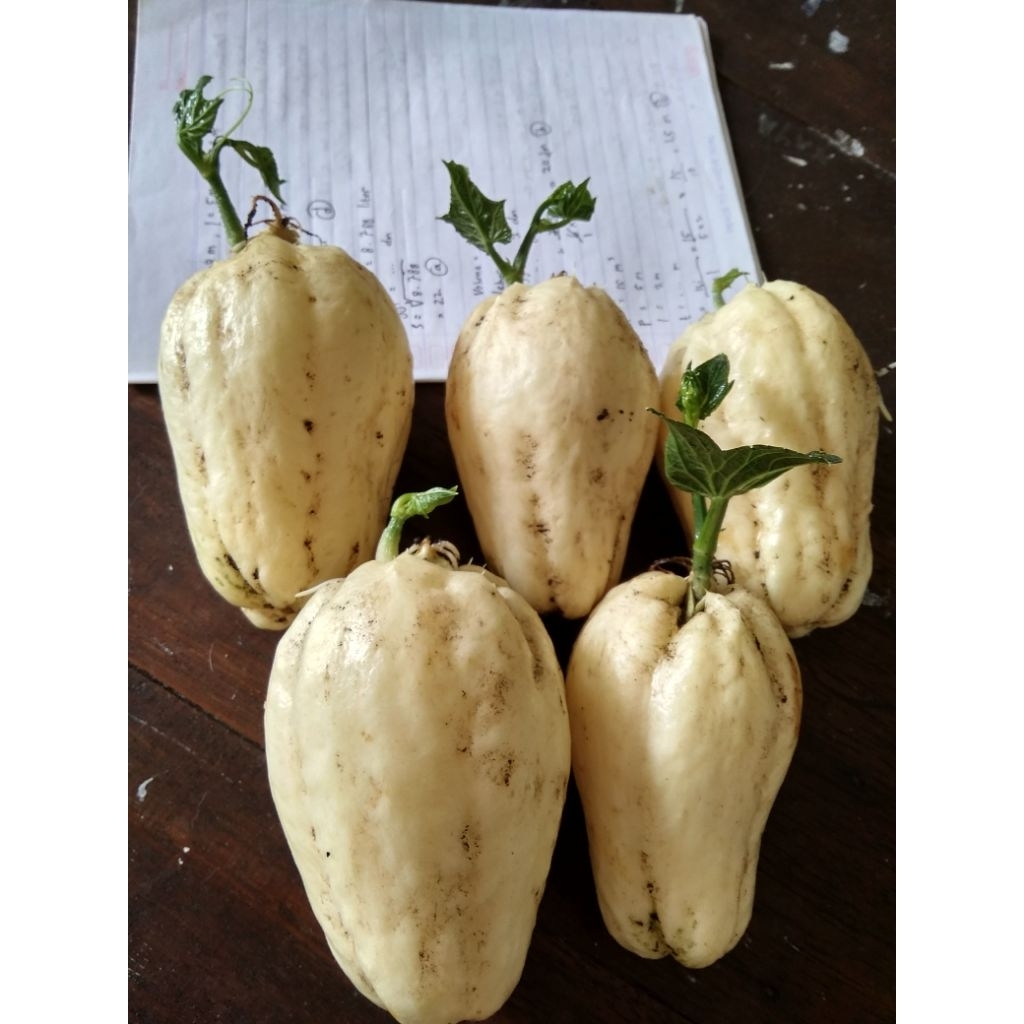 

Bibit Labu Siam Putih