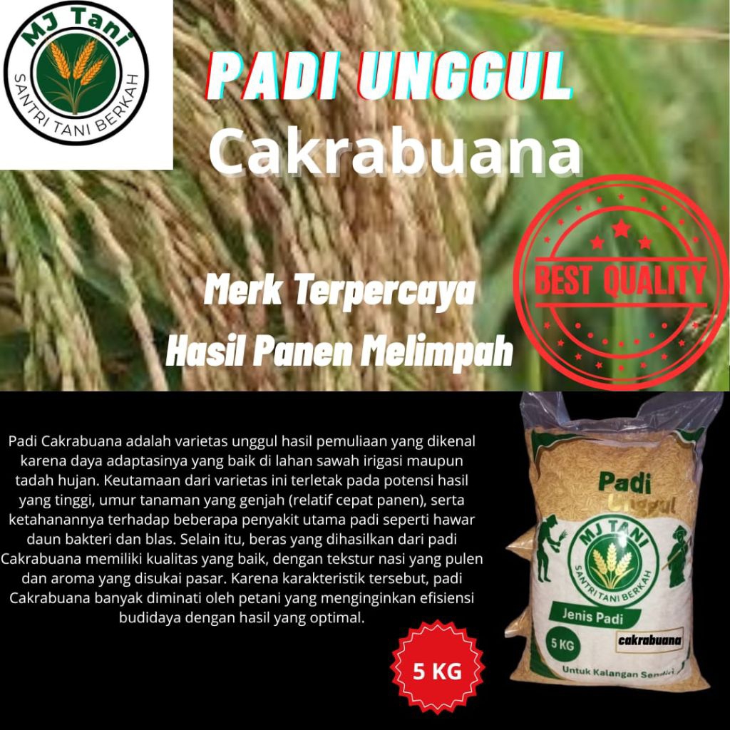 Bibit padi benih unggul jenis cakrabuana berkualitas