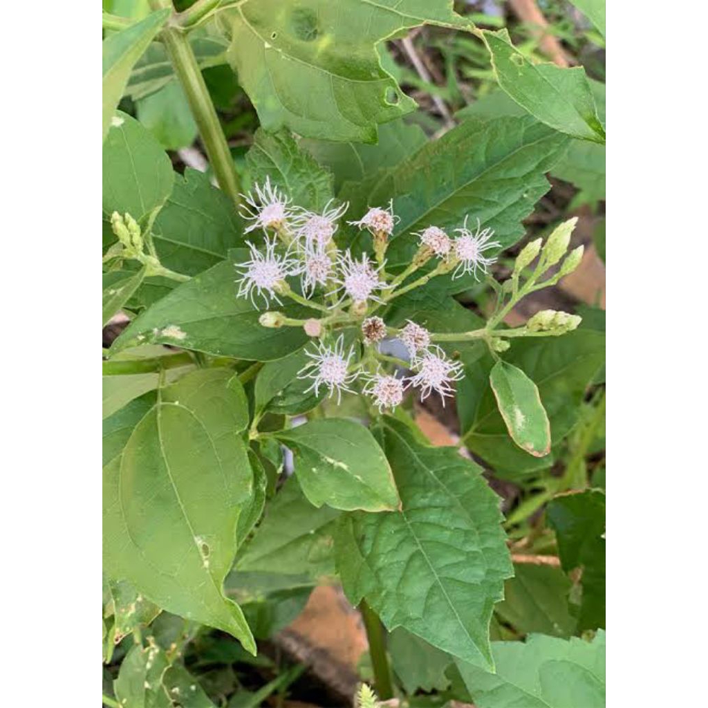 

daun kirinyuh fresh 250 gr fresh herbal