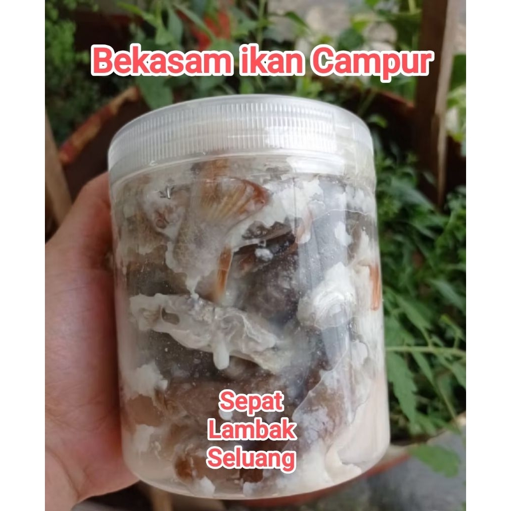 

Bekasam ikan pekasam ikan sepat lambak seluang