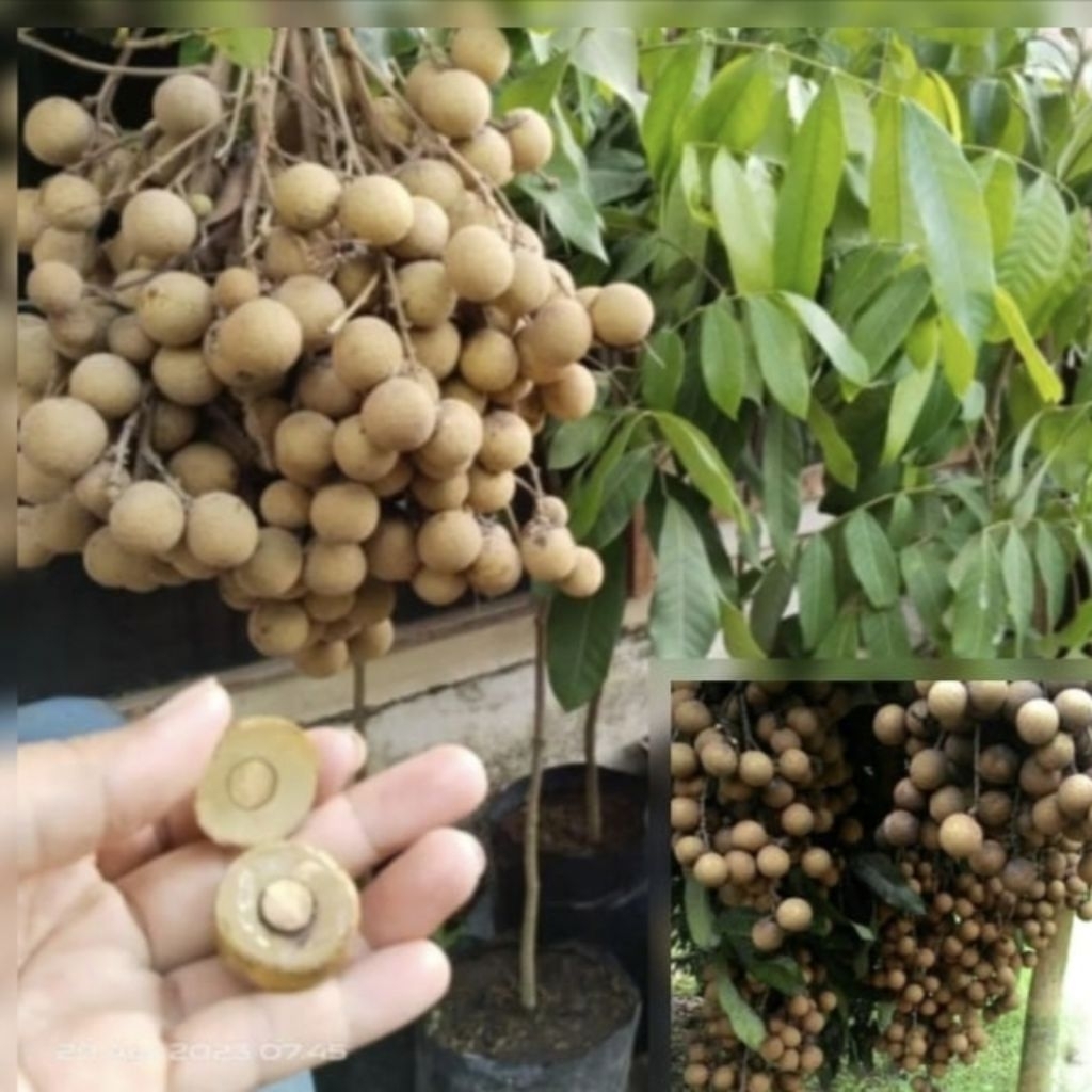 Tanaman pohon kelengkeng kateki okulasi