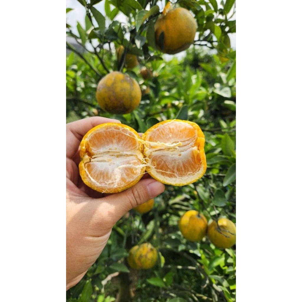 

Jeruk Madu Siem Malang MANIS dapat 2kg