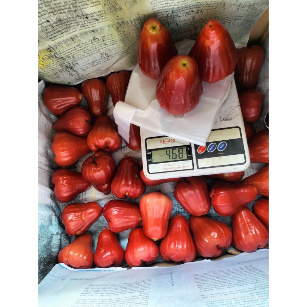 

Jambu Citra Merah Super Manis by anie'alpukat