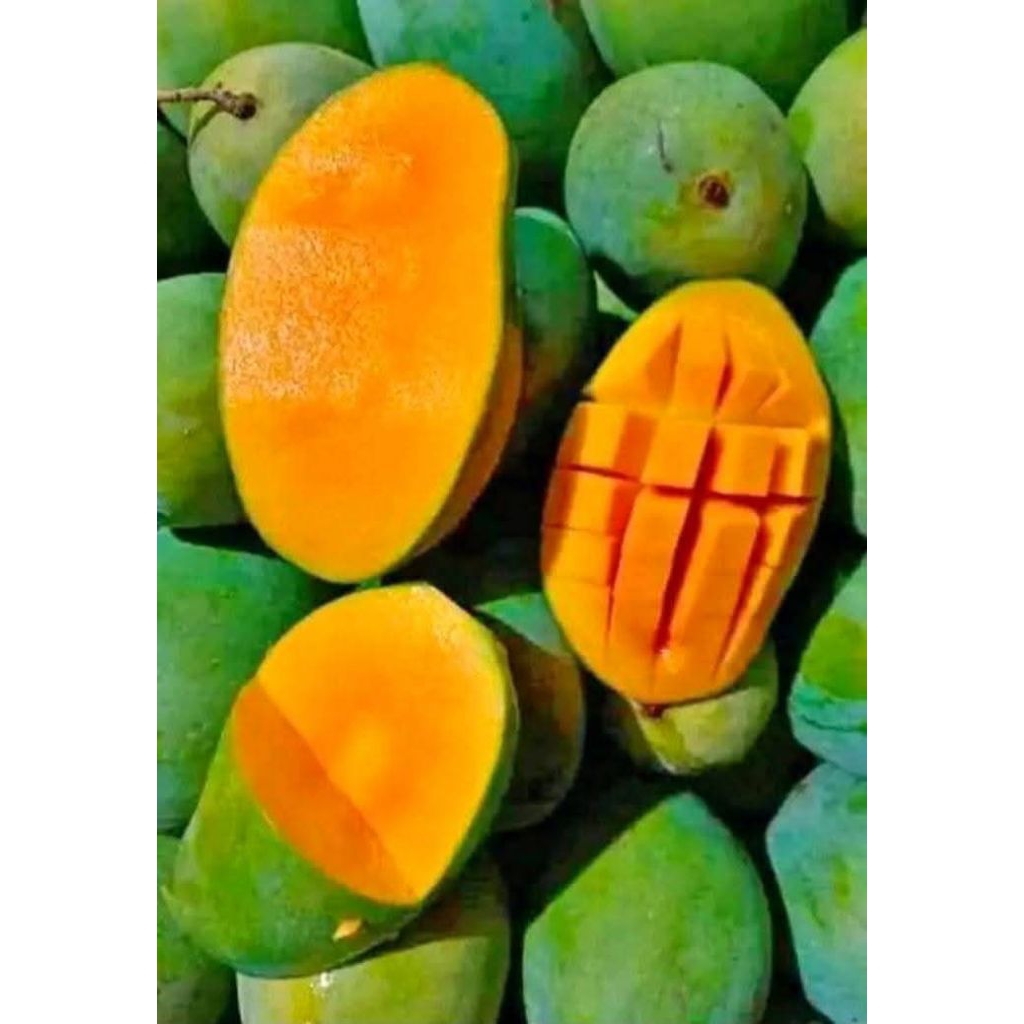 mangga gadung 1kg @25.000