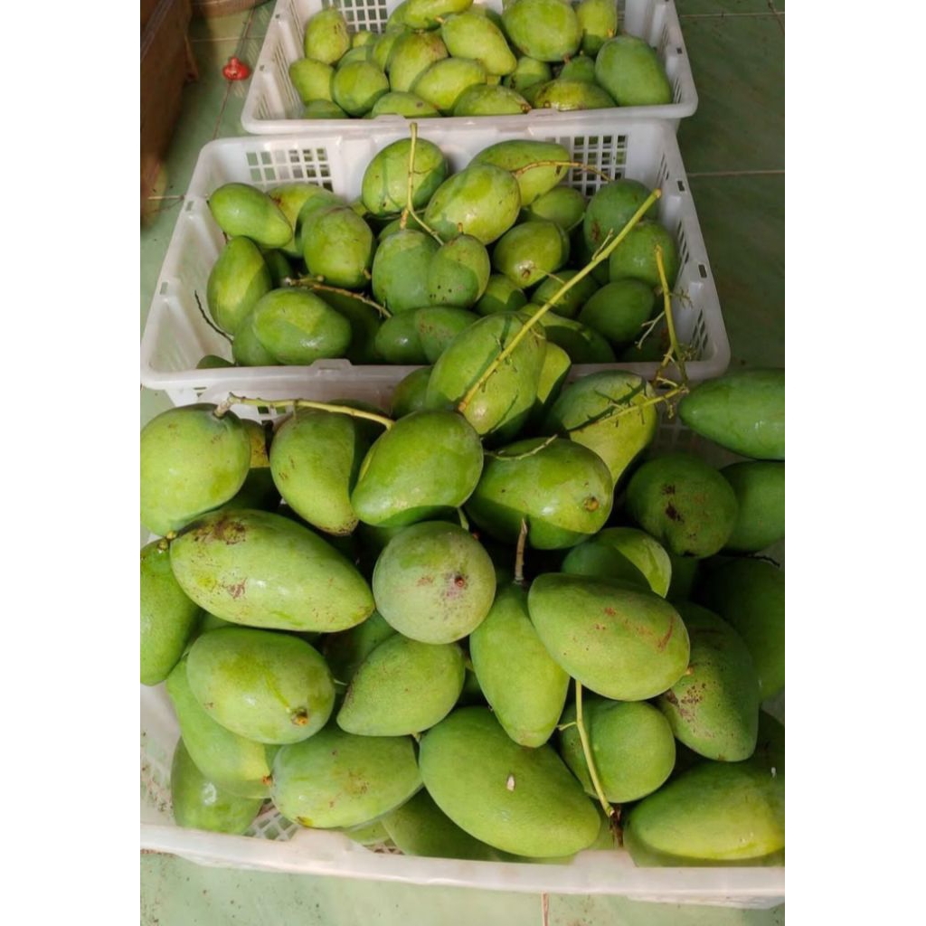 

buah mangga muda 1kg