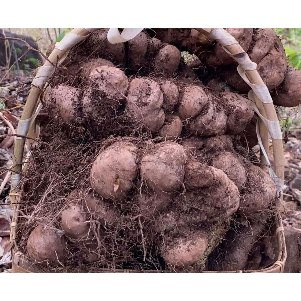 

umbi gadung mentah 1 kg