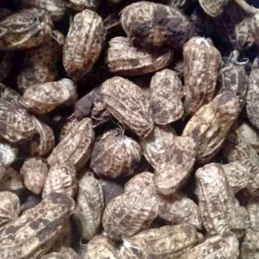 

Kacang Tanah Mentah Raw Peanuts 1 kg
