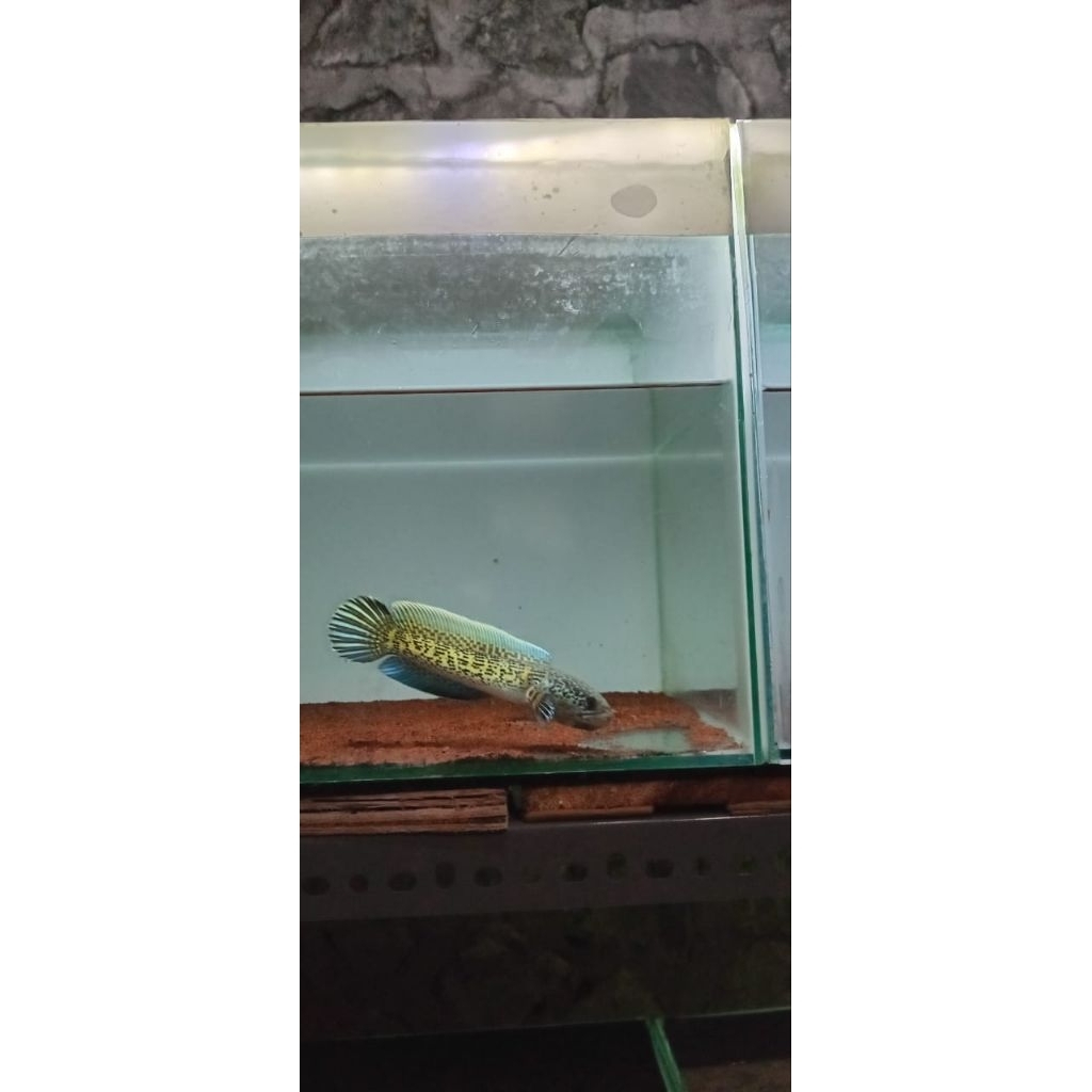 auranti maculata wc/cb size 5-40cm