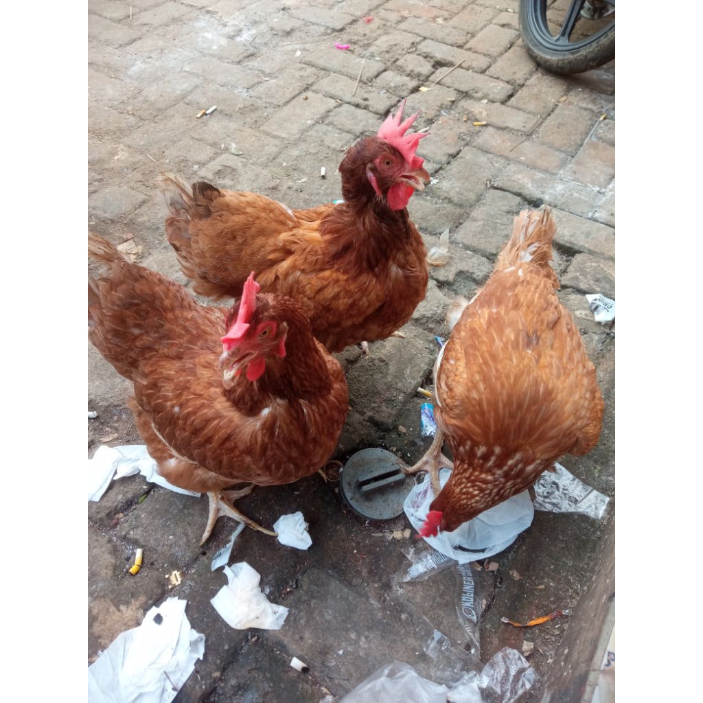 

ayam petelur usia 25 minggu
