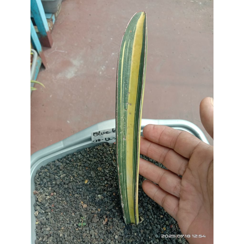 sansevieria blue bat variegata