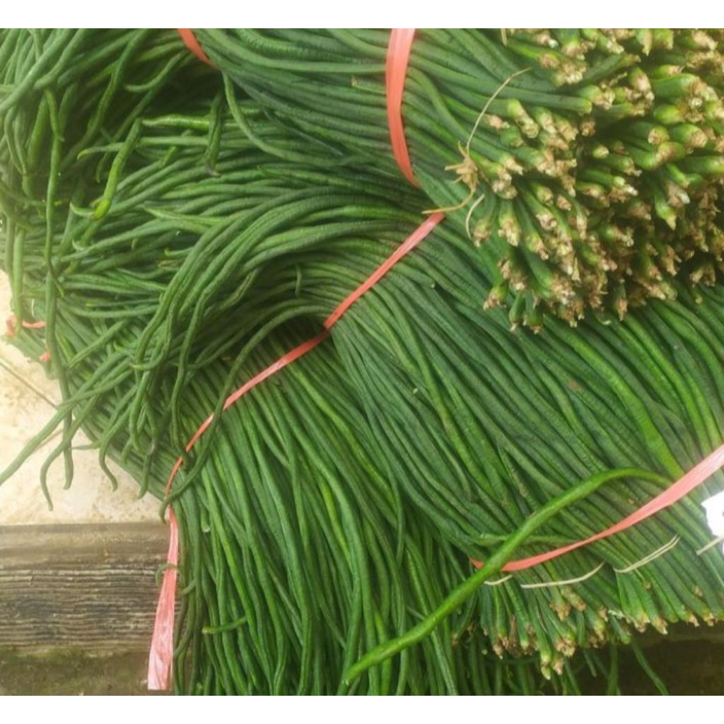

kacang panjang