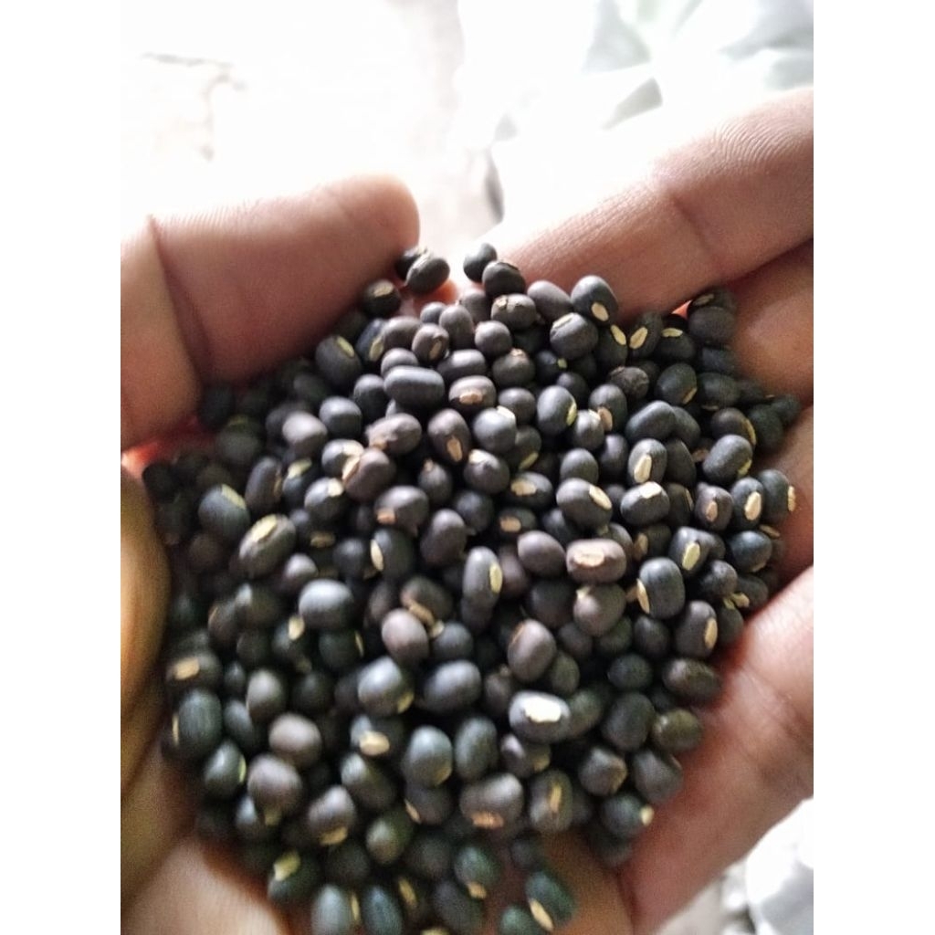 

KACANG HITAM BLACK MATPE CAP LANG TAUGE TOGE Per KG