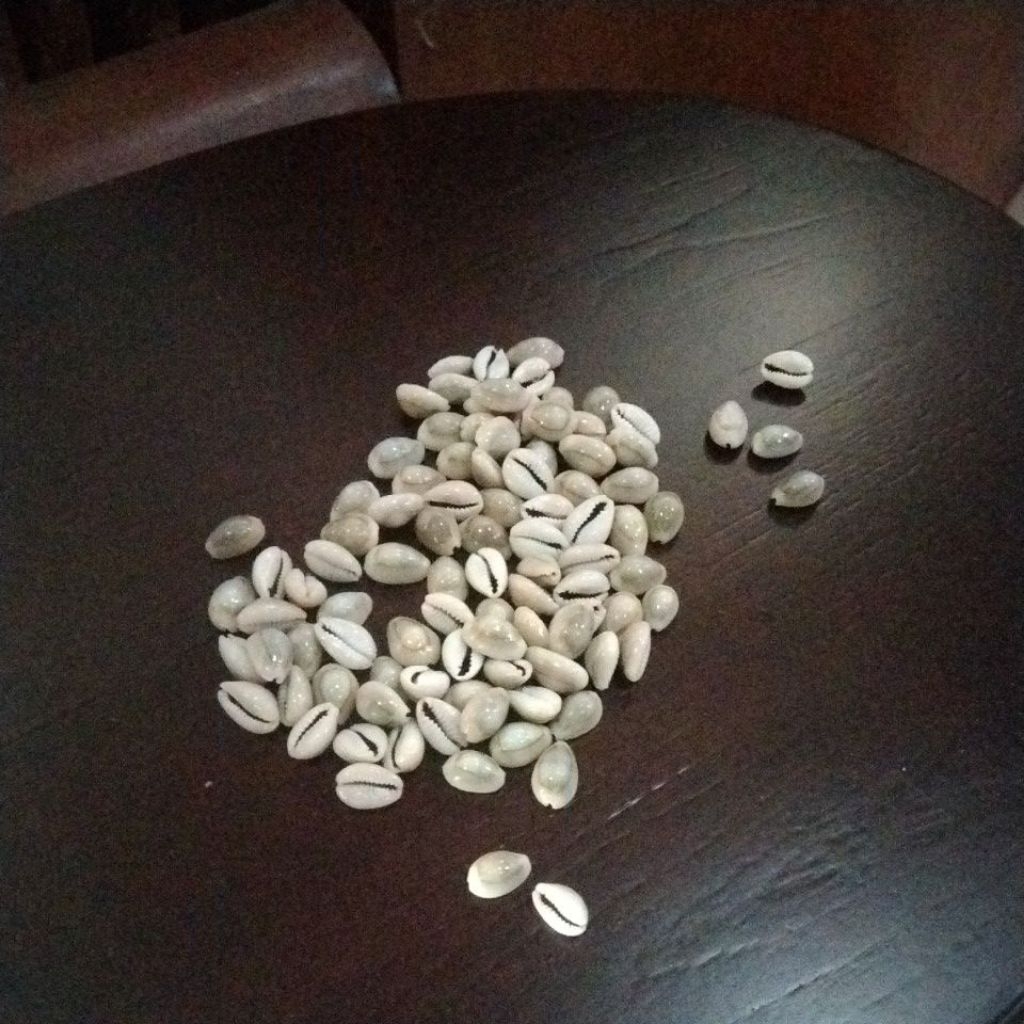 biji dakon kuwuk dari kerang asli