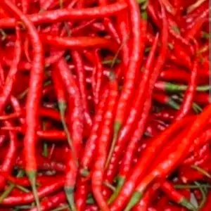 

cabe keriting merah 100 gr