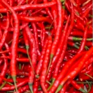 

cabe keriting merah 500 gr