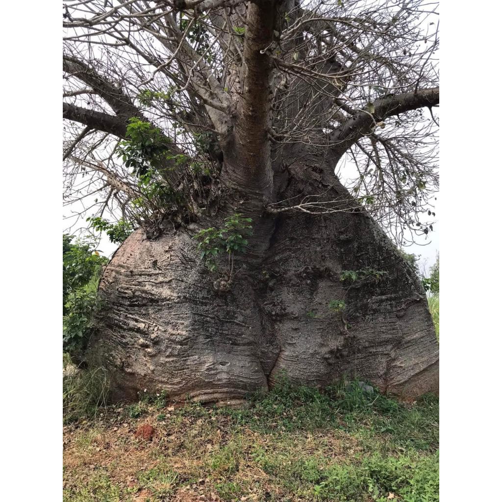 10 biji benih Baobab pohon asli afrika