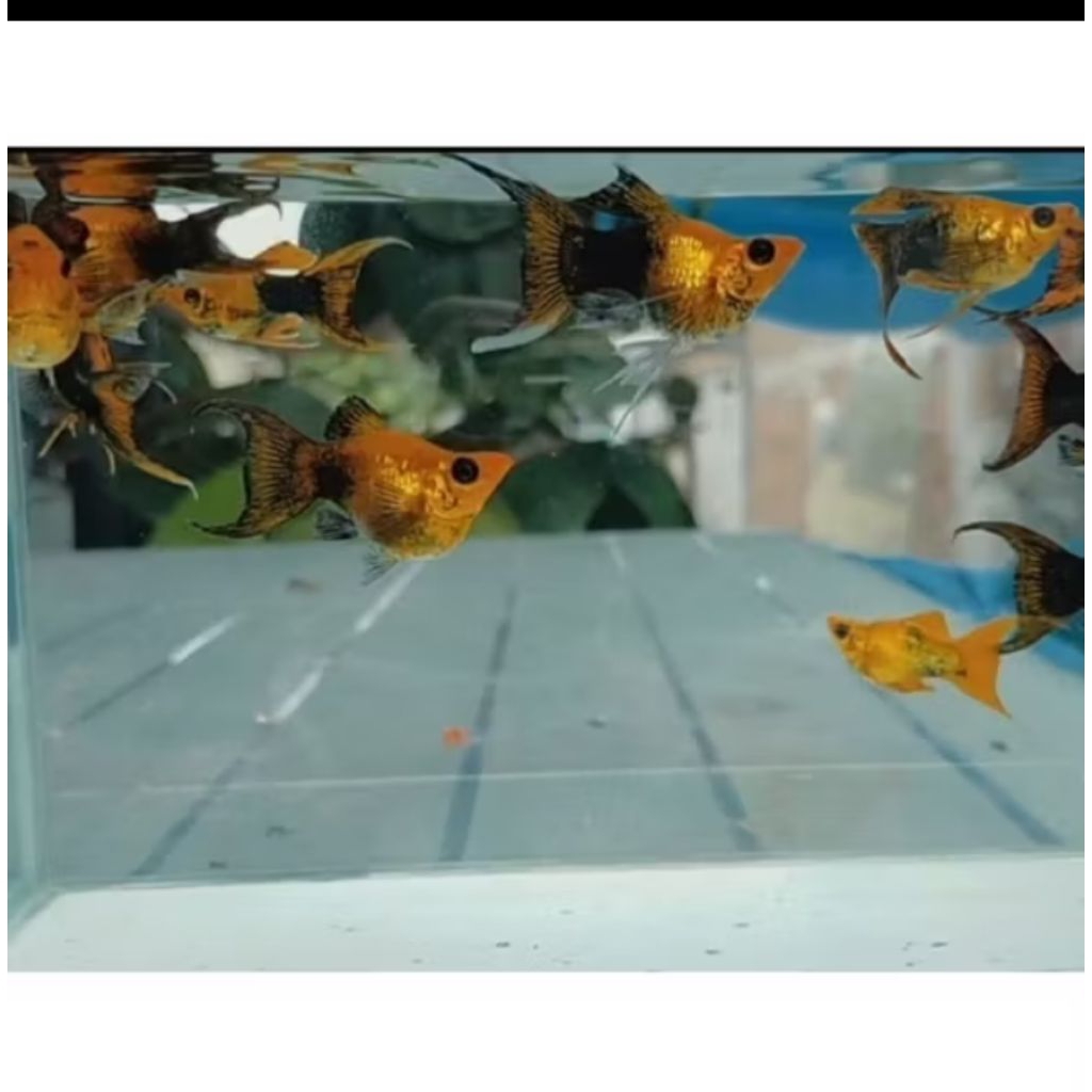 2 pcs molly balon Golden black Cawang hiasan aquarium